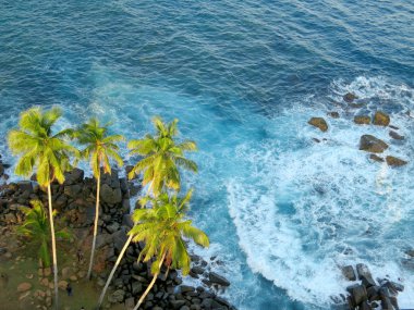 Palm trees at the ocean coast, top view. Sri-Lanka