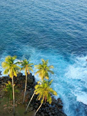 Palm trees at the ocean coast, top view. Sri-Lanka