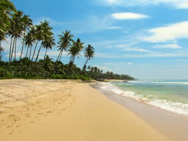 Calm beach with palm trees and sand, Sri-Lanka
