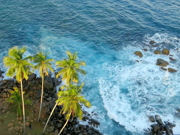 Palm trees at the ocean coast, top view. Sri-Lanka — Stock Photo, Image