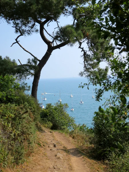 Ağaç okyanusa doğru yolda. Brittany, Fransa