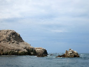 Kuşlara yedi adalar, Brittany, Fransa
