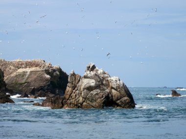 Kuşlara yedi adalar, Brittany, Fransa