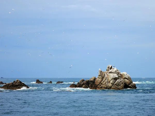 Kuşlara yedi adalar, Brittany, Fransa — Stok fotoğraf