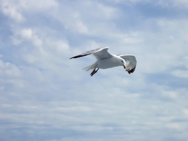 Seagul w niebo z chmurami — Zdjęcie stockowe