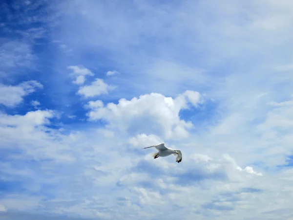 Seagul i himlen med moln — Stockfoto