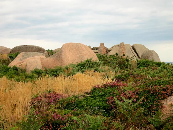 岩やコート ・ ド ・ グラニテ ローズの植物 — ストック写真