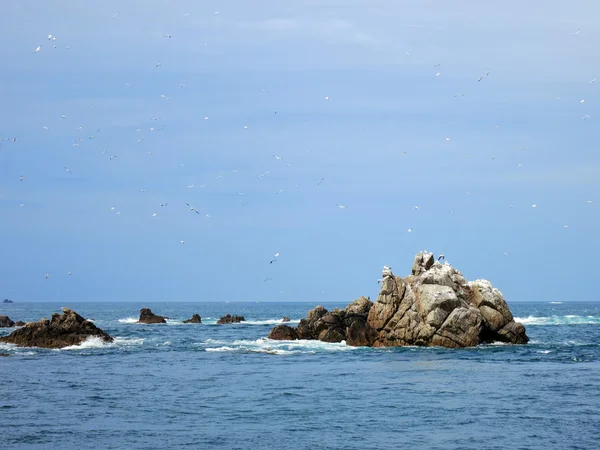 Aves em Sete ilhas, Bretanha, França — Fotografia de Stock