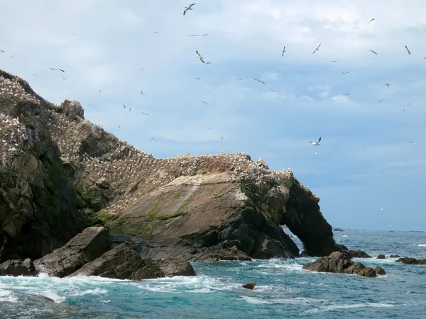 Птахів у семи островів, Бретань, Франція — стокове фото