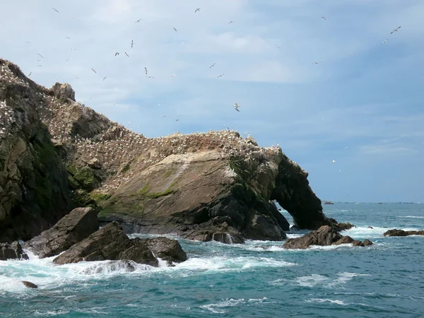 Aves em Sete ilhas, Bretanha, França — Fotografia de Stock