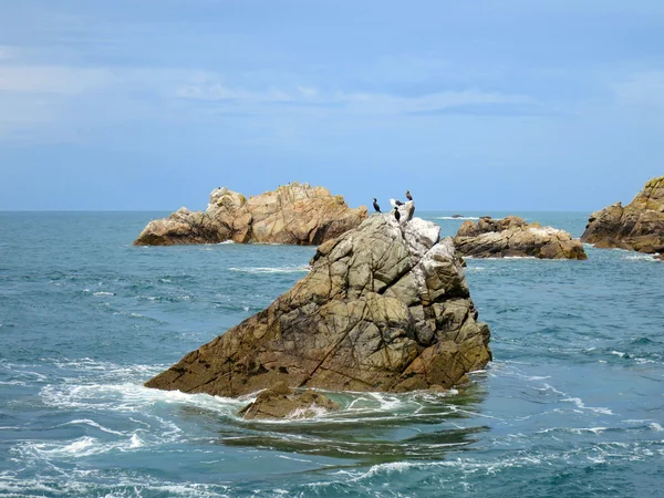 Птахів у семи островів, Бретань, Франція — стокове фото