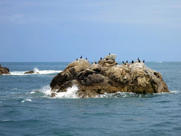 Aves em Sete ilhas, Bretanha, França — Fotografia de Stock