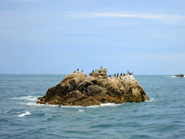 Aves em Sete ilhas, Bretanha, França — Fotografia de Stock