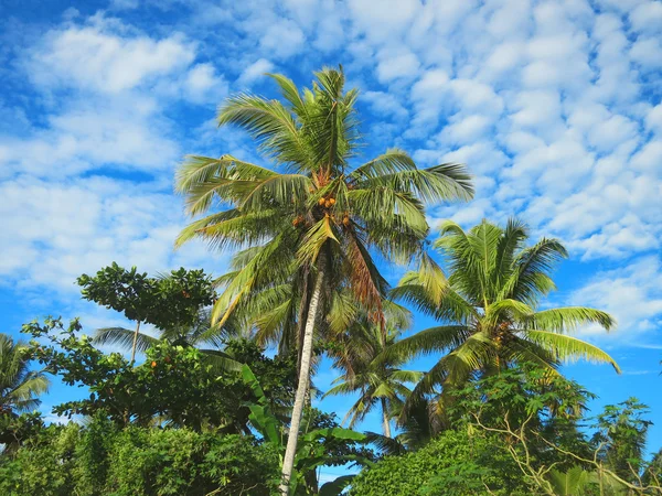 Green palm trees on blue sky background