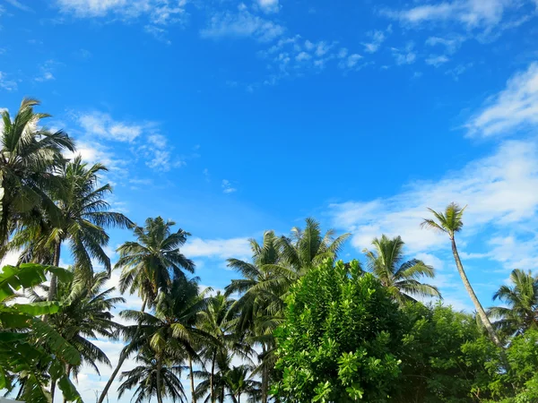 Palmeras verdes sobre fondo azul del cielo — Foto de Stock