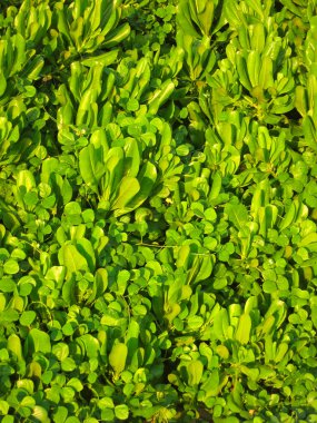 Yeşil tropikal alan bırakır