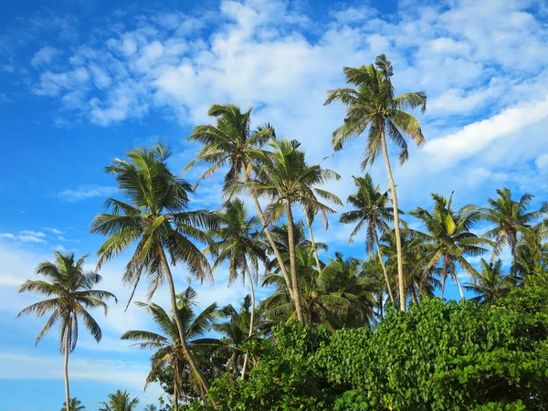 Palmeras verdes sobre fondo azul del cielo — Foto de Stock