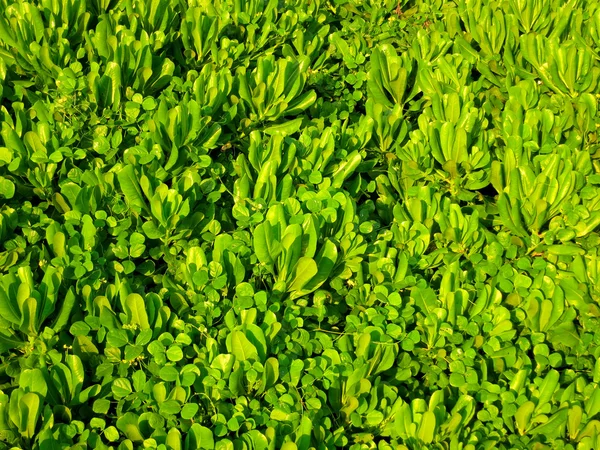 Groene tropische verlaat veld — Stockfoto