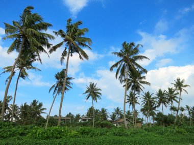 Mavi gökyüzü arka plan yeşil palmiye ağaçlarının