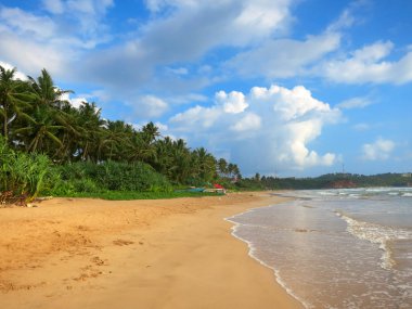 Weligama Bay, Sri Lanka boş Plajı'nda yeşil palms