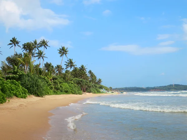 Зелений долоні на порожні пляжі затоки Велігама, Шрі-Ланка — стокове фото