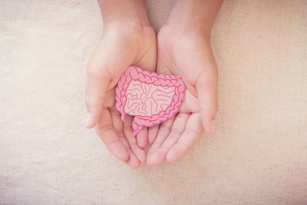 Hands Holding Intestine Shape Healthy Bowel Degestion Leaky Gut Probiotics — Stock Photo, Image