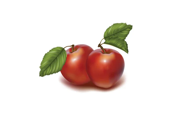 Vector Illustration Ripe Red Cherry — Stok fotoğraf