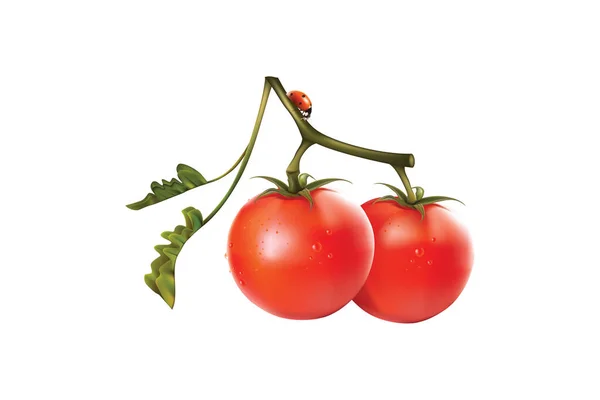 Tomato Tomatoes Isolated White Background — Stock Photo, Image