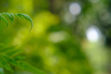 Yeşil doğal arka plan ve alan içinde bir şişe su.