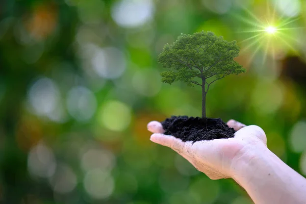 Ecology Concept Plant Growing Soil Palm Hand — Stock Fotó