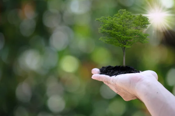 Ecology Concept Plant Growing Soil Palm Hand — Fotografia de Stock