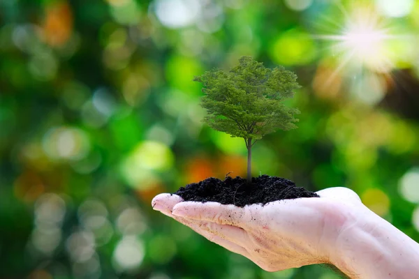 Árvore Exploração Humana Crescendo Fundo Verde Conceito Dia Terra Eco — Fotografia de Stock