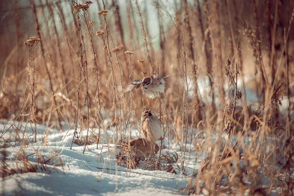 Vogel — Stockfoto