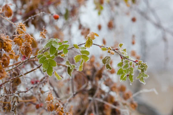 Vinter, skog, bakgrund, träd, snö, Sverige, natur, — Stockfoto