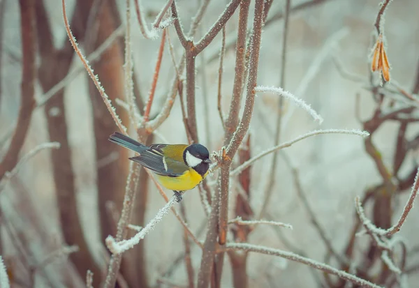 Χειμώνα, πουλί, πτηνών, χιόνι, μπλε, φύση, φόντο, δέντρο, μεγάλη, tit, ζώο, — Φωτογραφία Αρχείου
