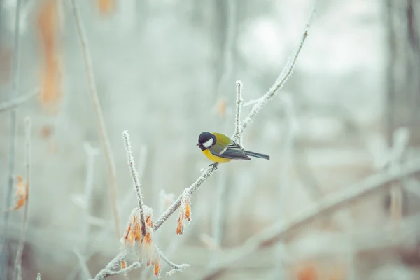 Winter, bird, birds, snow, berries, chickadee, songbird, — Stock Photo, Image