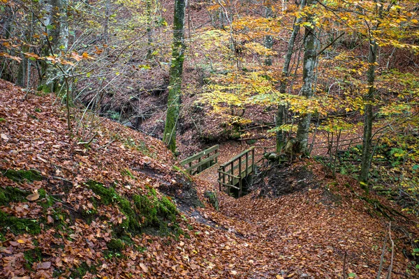 Ponte Legno Sul Sentiero Del Lago Brugneto Autunno Provincia Genova — Foto Stock