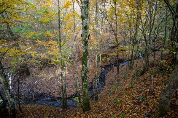 Small Stream Flows Beech Forest Autumn Italy — Stock Photo, Image