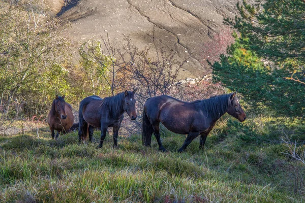 Cavalos Selvagens Perto Lago Giacopiane Outono Província Gênova Ligúria Itália — Fotografia de Stock