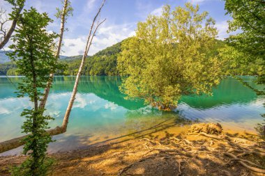 İtalya 'nın Cenova eyaletindeki Brugneto Gölü' nde yaz mevsiminde güzel yeşil sular ve ağaçlar.