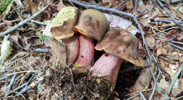 Boletus Luridus Svamp Skogen — Stockfoto