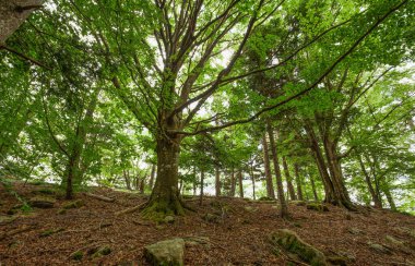 İtalya 'nın Cenova eyaletinde Monte Zatta yolunda güzel bir kayın ormanı..