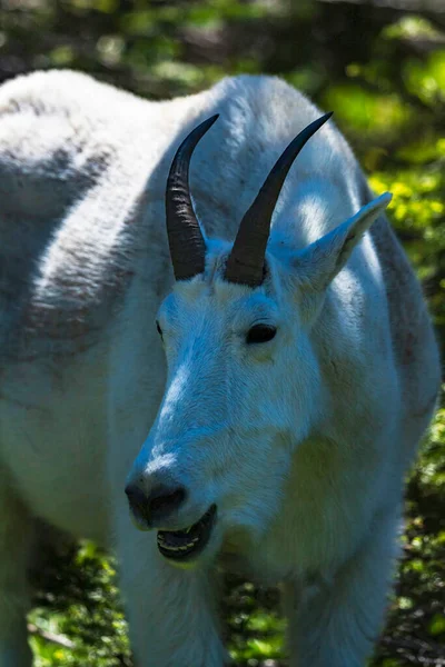 Goat Shade Eating — Stock Photo, Image