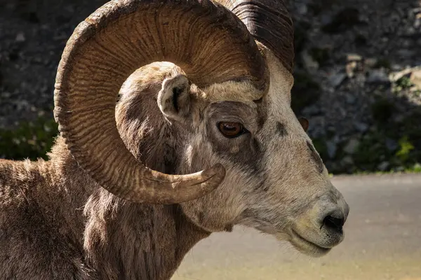 Close-up or Ram big horn sheep