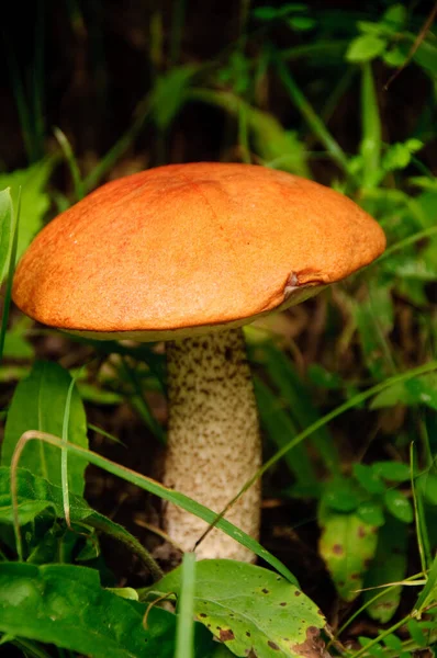 Stock image Orange mushroom in the wild