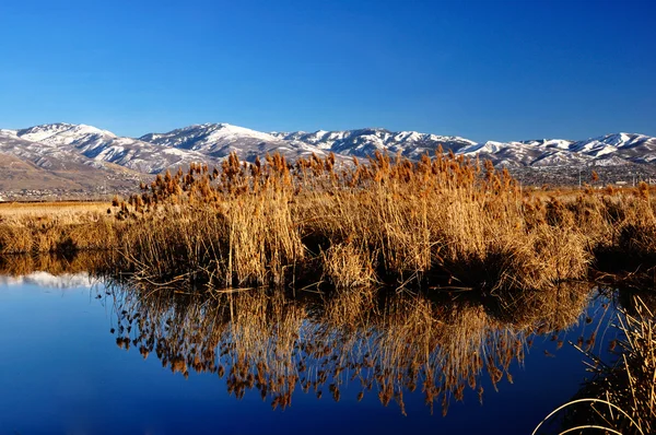 Farminton bay Utah bird refuge — Stock Photo, Image
