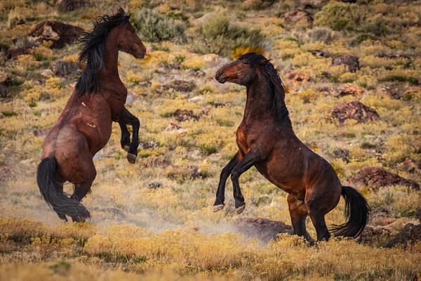 Terk edilmiş midilli çölde terk edilmiş.