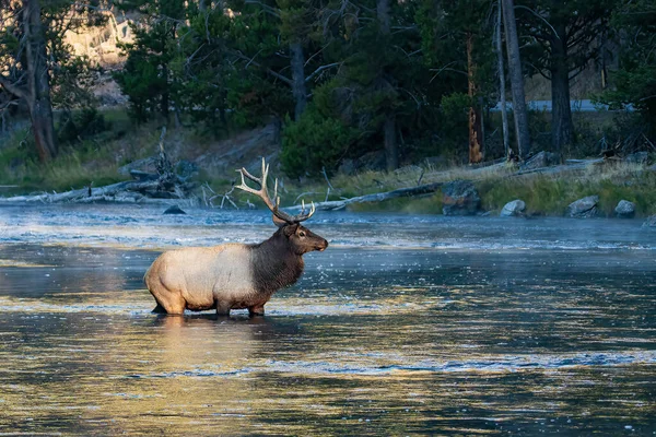 Bull elk crossing the morning river with reflection on the water