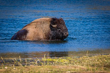 Bizonlar nehri yüzerek geçiyor.