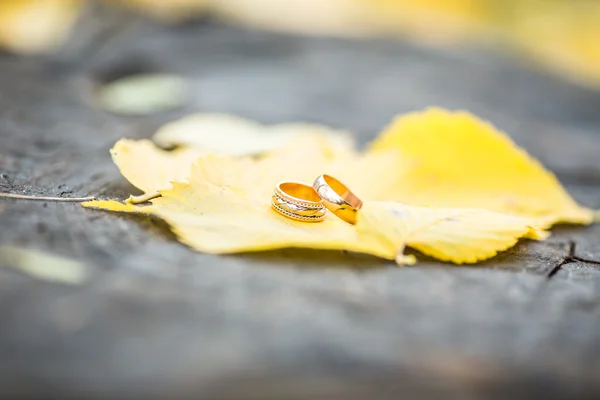 Feuilles d'automne colorées — Photo